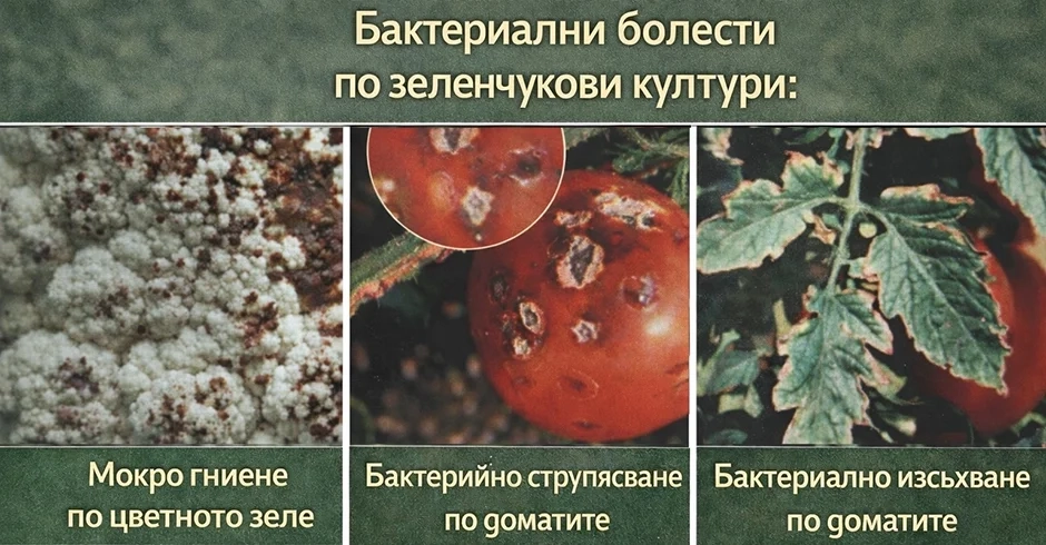 Бактериални болести по земеделските култури