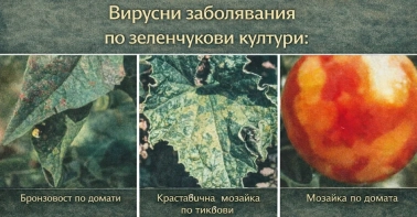 Вирусни заболявания по земеделските култури